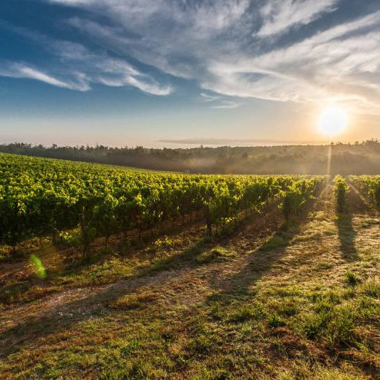Gevolgen klimaatverandering voor wijn en wijnlanden