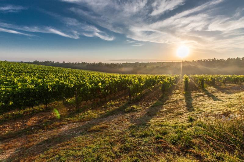 Gevolgen klimaatverandering voor wijn en wijnlanden